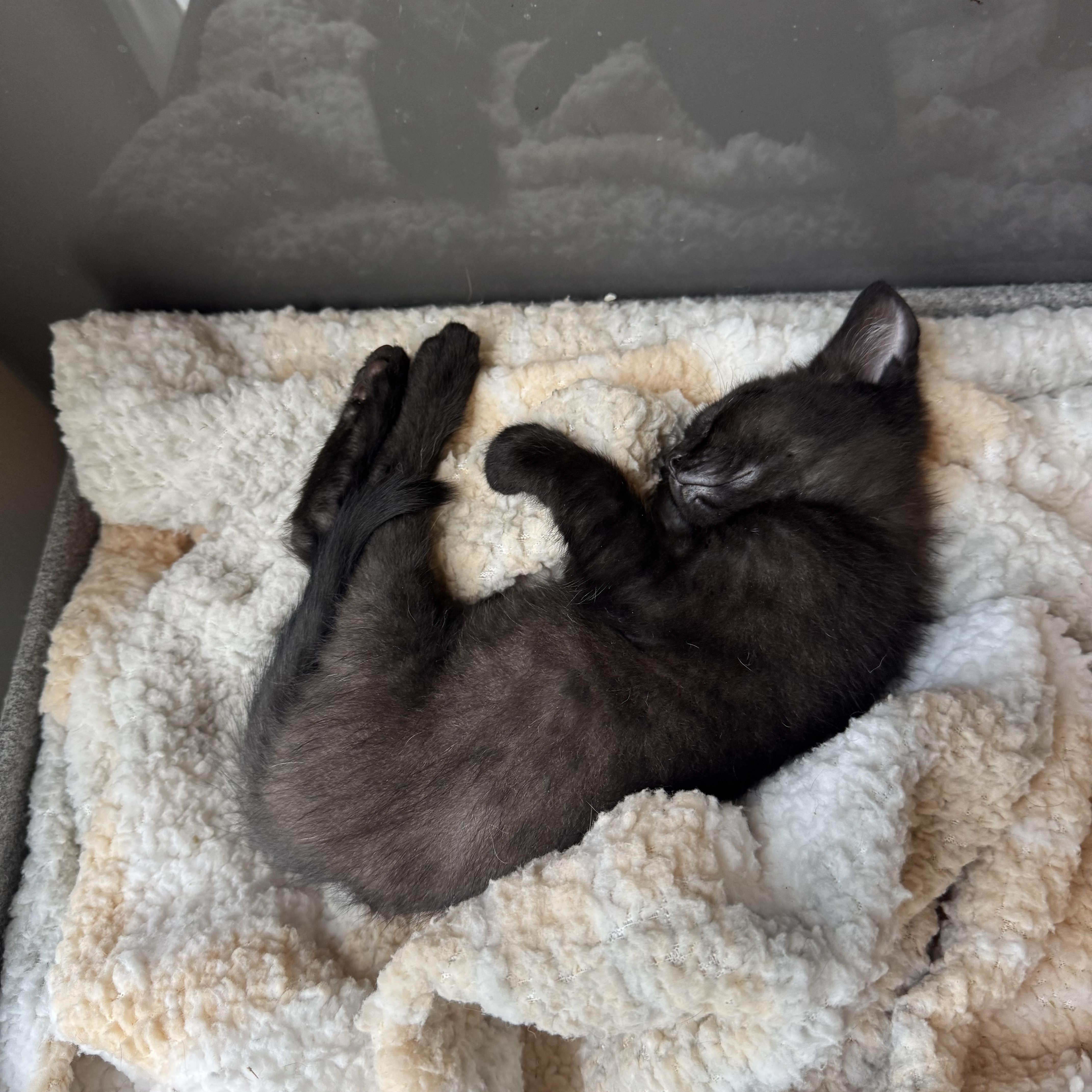 Enlarge Taft, a ADOPTABLE Domestic Medium Hair in Easley, SC image 2/3