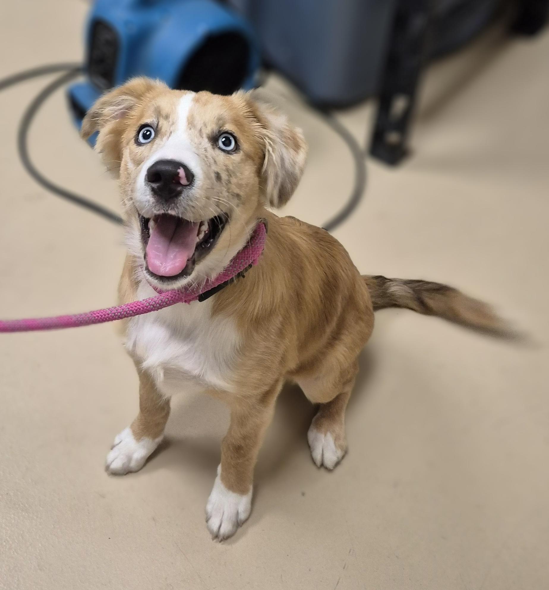 Enlarge Lady, an adopted Australian Shepherd in Schertz, TX image 1/1