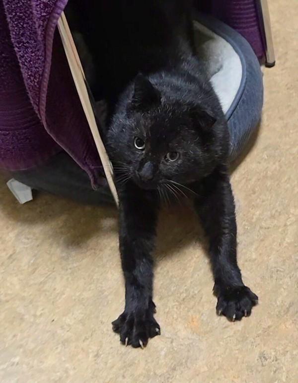 Enlarge Jericho, a Adoptable mixed breed in Vancouver, WA image 1/6