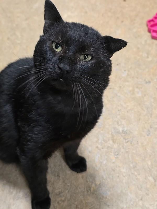 Enlarge Jericho, a Adoptable mixed breed in Vancouver, WA image 3/6