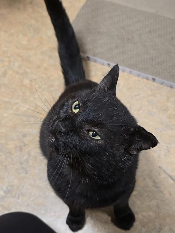 Enlarge Jericho, a Adoptable mixed breed in Vancouver, WA image 5/6