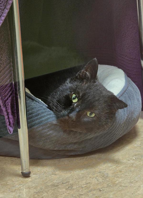 Enlarge Jericho, a Adoptable mixed breed in Vancouver, WA image 6/6