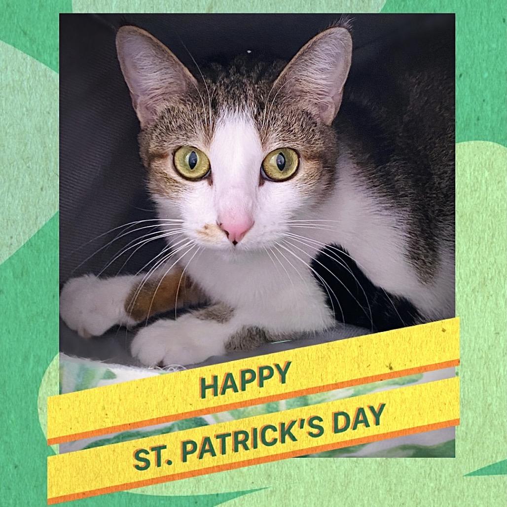 Lulu, Adoptable, Adult Female Domestic Short Hair.