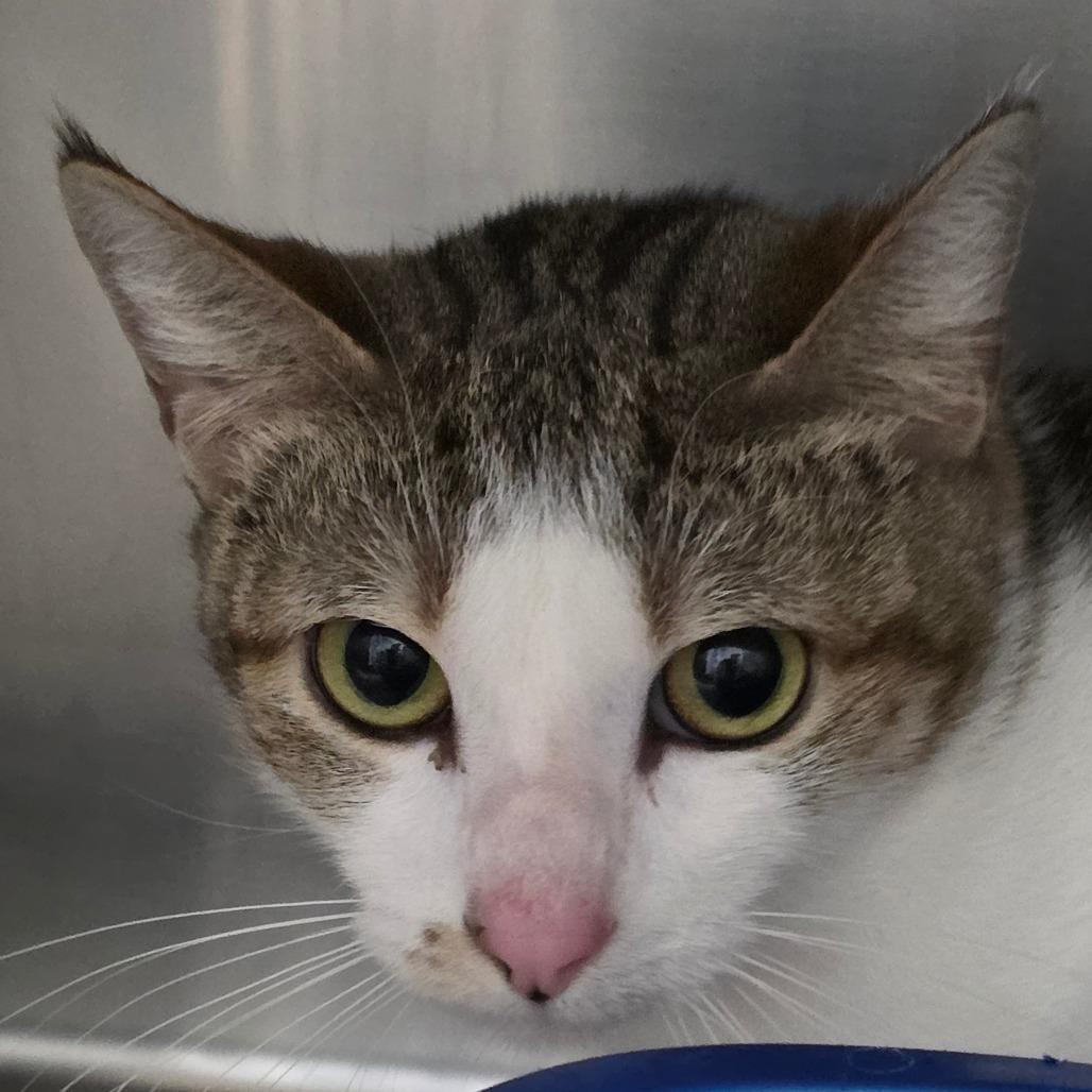 Lulu, Adoptable, Adult Female Domestic Short Hair.