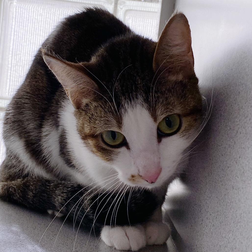 Lulu, Adoptable, Adult Female Domestic Short Hair.