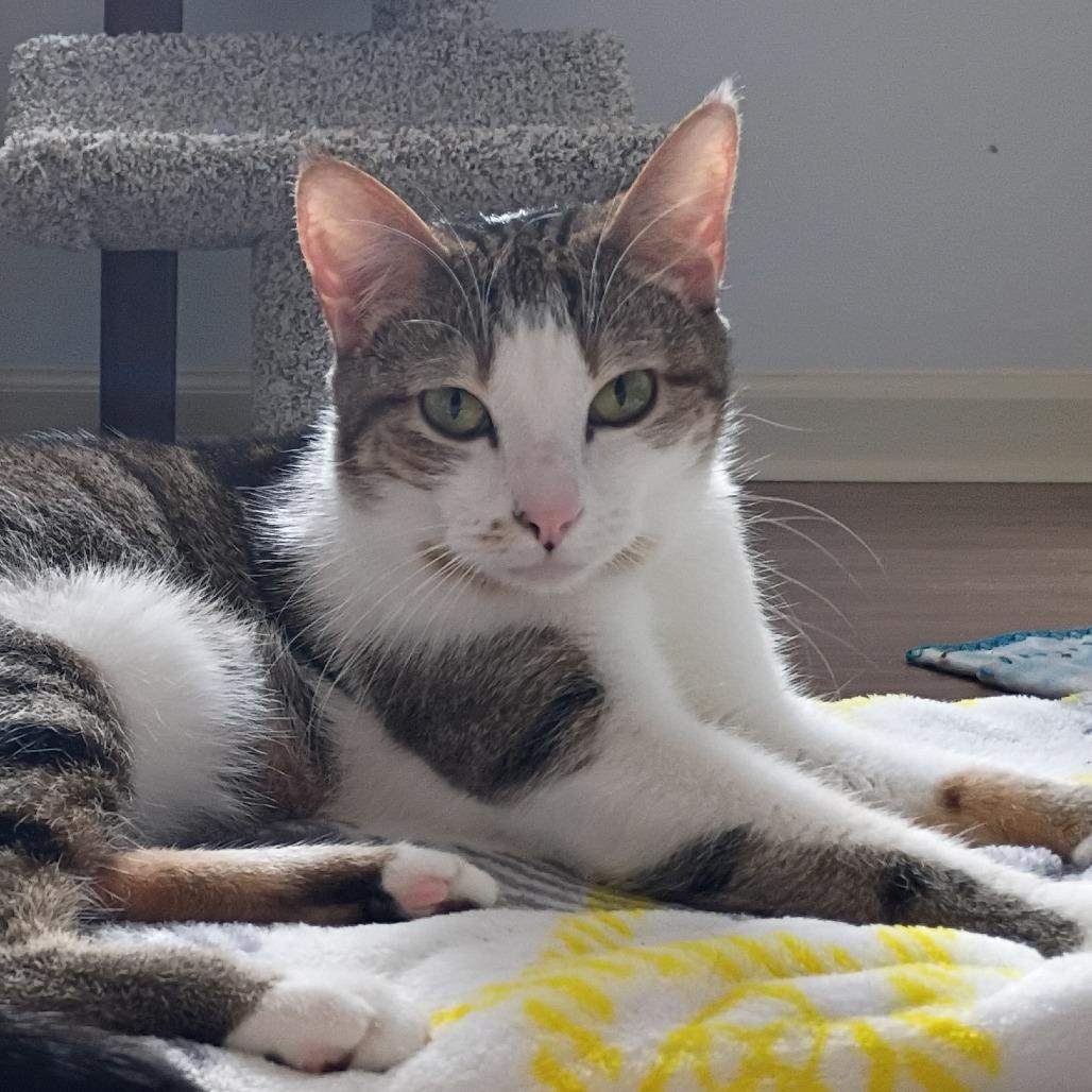 Enlarge Lulu, a Adoptable Domestic Short Hair in Huntsville, AL image 2/6