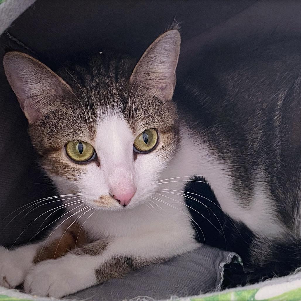 Enlarge Lulu, a Adoptable Domestic Short Hair in Huntsville, AL image 3/6