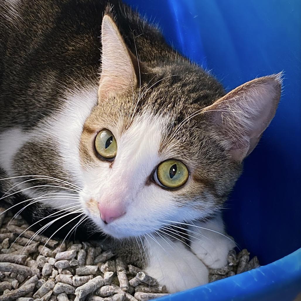 Enlarge Lulu, a Adoptable Domestic Short Hair in Huntsville, AL image 4/6