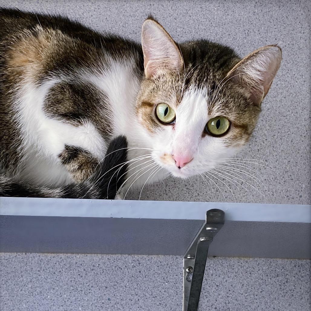 Enlarge Lulu, a Adoptable Domestic Short Hair in Huntsville, AL image 5/6