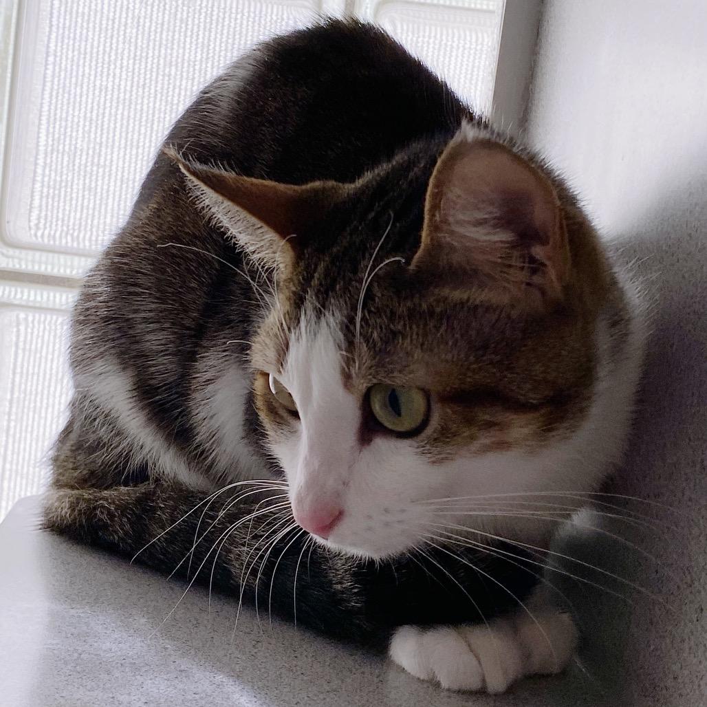 Enlarge Lulu, a Adoptable Domestic Short Hair in Huntsville, AL image 6/6