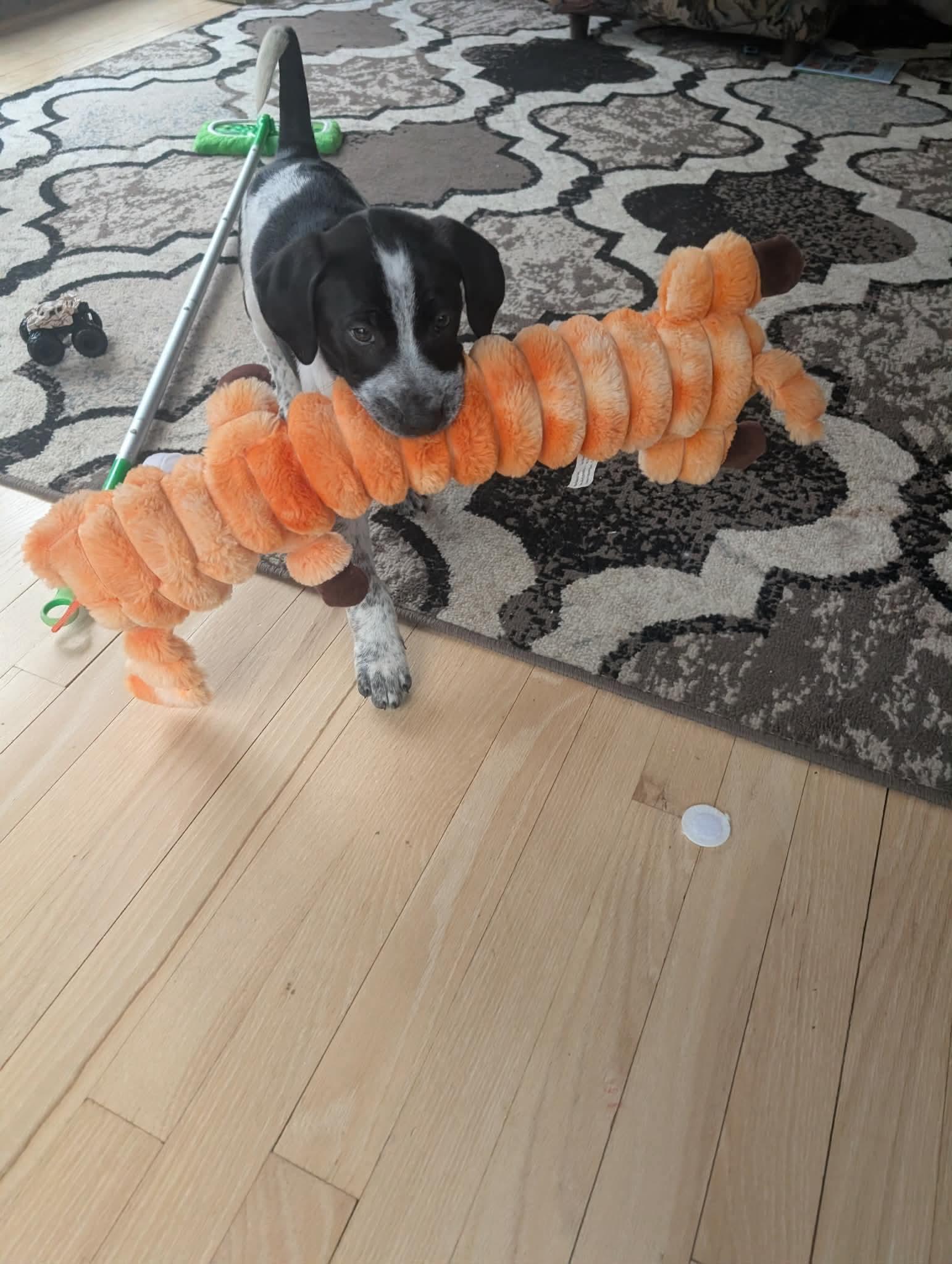 Koda, Adoptable, Puppy Male Border Collie & Australian Cattle Dog / Blue Heeler.