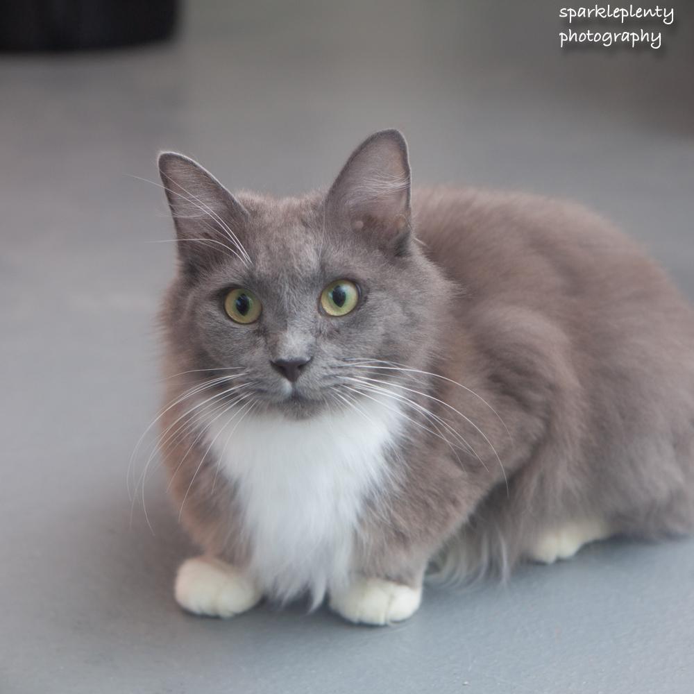 Pearls, an adoptable Domestic Medium Hair in Ridgefield, CT image 3/4