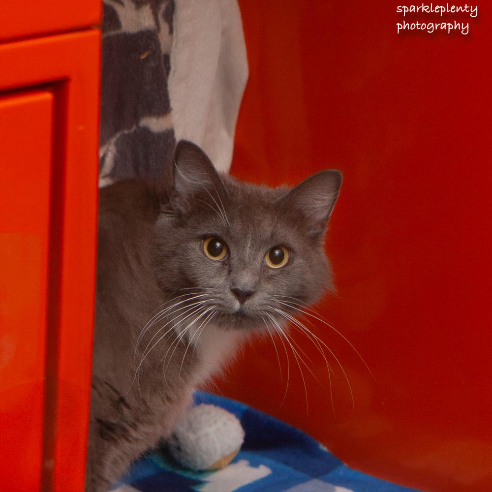 Pearls, an adoptable Domestic Medium Hair in Ridgefield, CT image 4/4