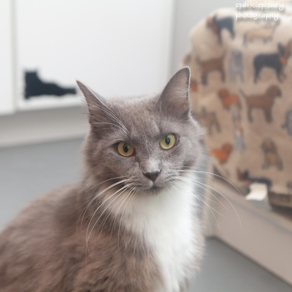 Pearls, adoptable, Adult Female Domestic Medium Hair.