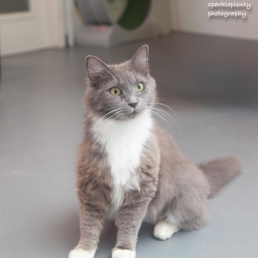 Pearls, an adoptable Domestic Medium Hair in Ridgefield, CT image 2/4