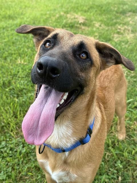 GENERAL, Adoptable, Young Male Belgian Shepherd / Malinois.