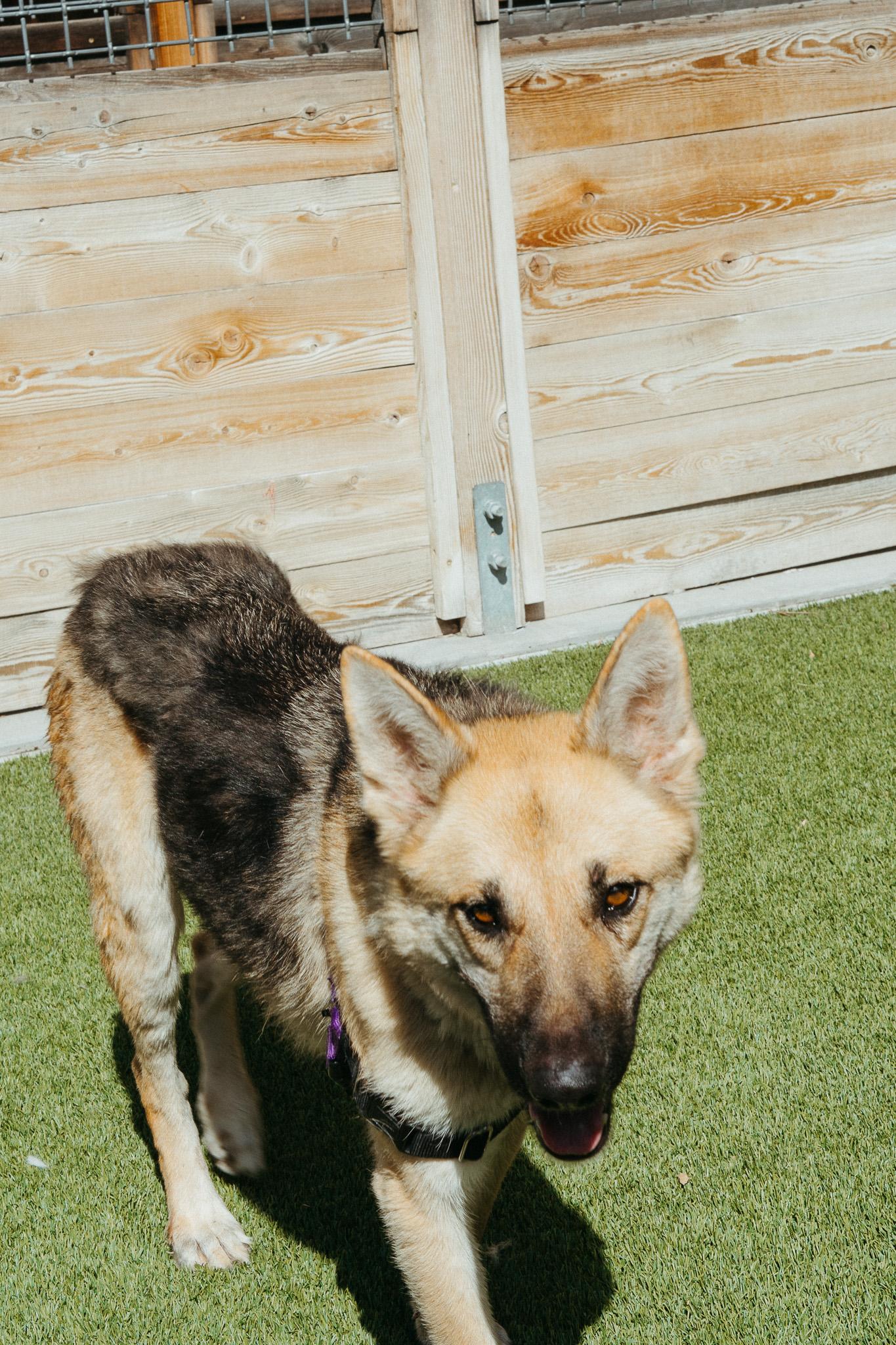 Pecan, an adoptable Shepherd in Jackson, WY, 83002 | Photo Image 2