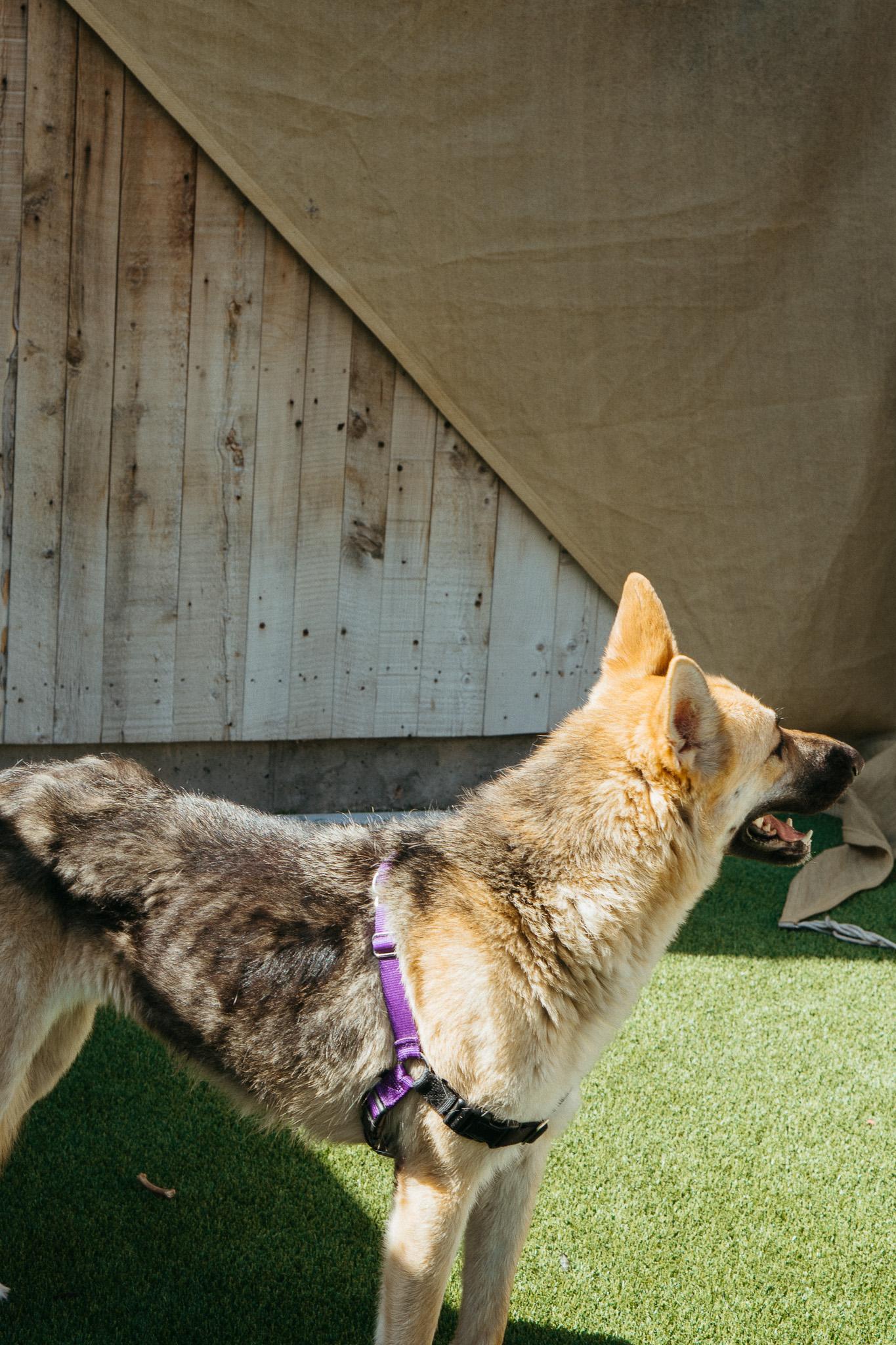 Pecan, an adoptable Shepherd in Jackson, WY, 83002 | Photo Image 3