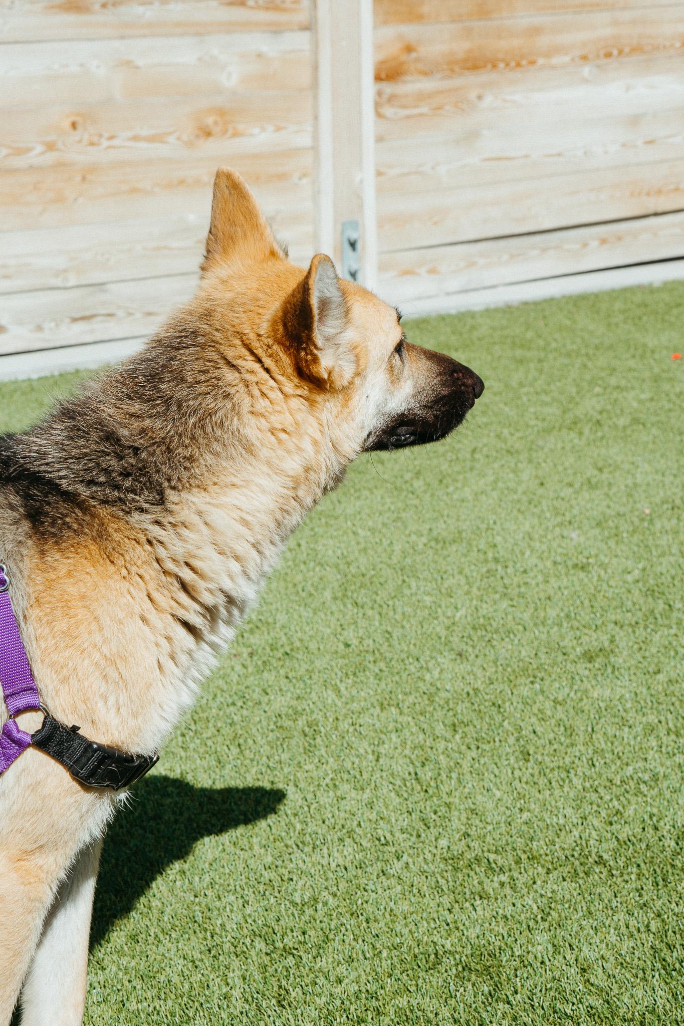 Pecan, an adoptable Shepherd in Jackson, WY, 83002 | Photo Image 4