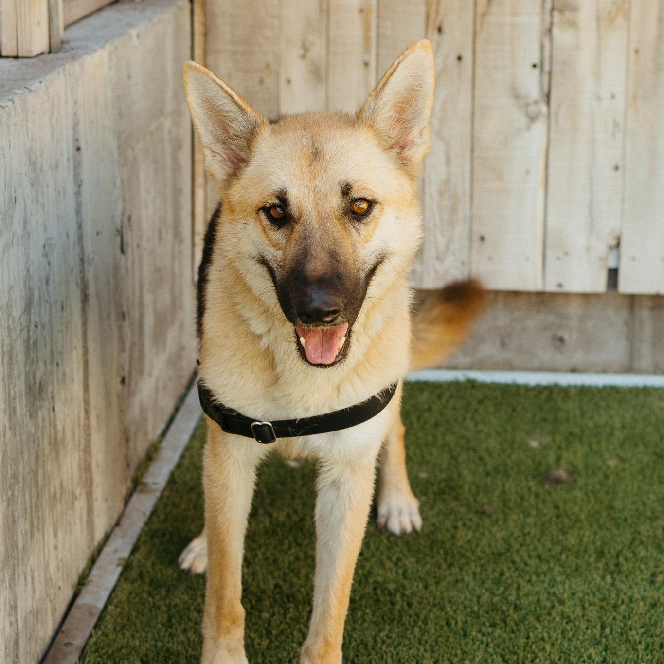 Pecan, an adoptable Shepherd in Jackson, WY, 83002 | Photo Image 5