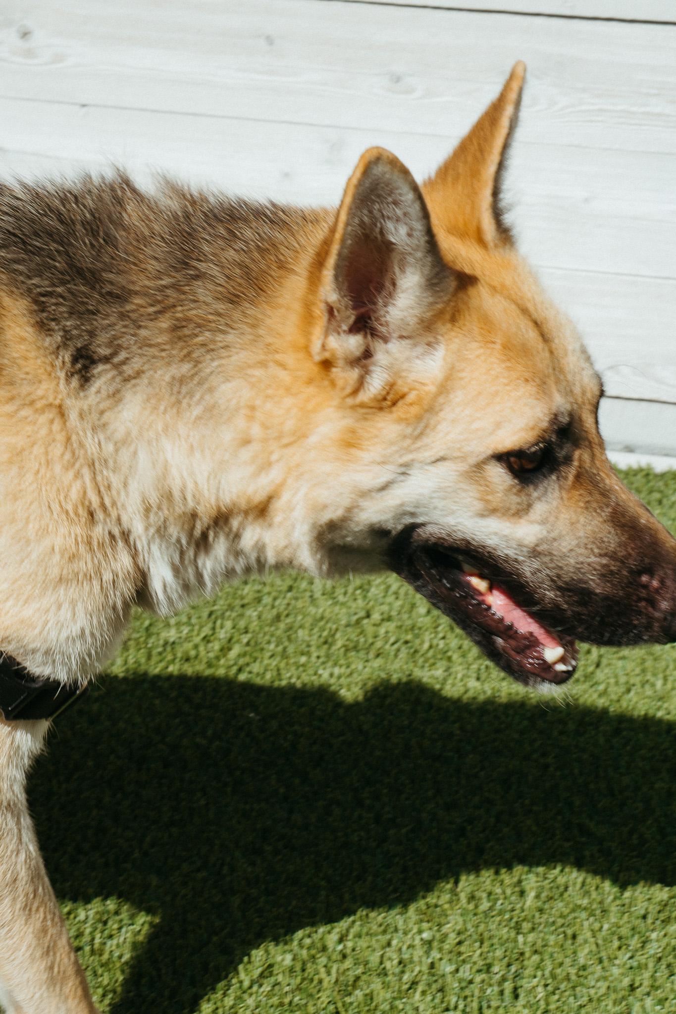 Pecan, an adoptable Shepherd in Jackson, WY, 83002 | Photo Image 6