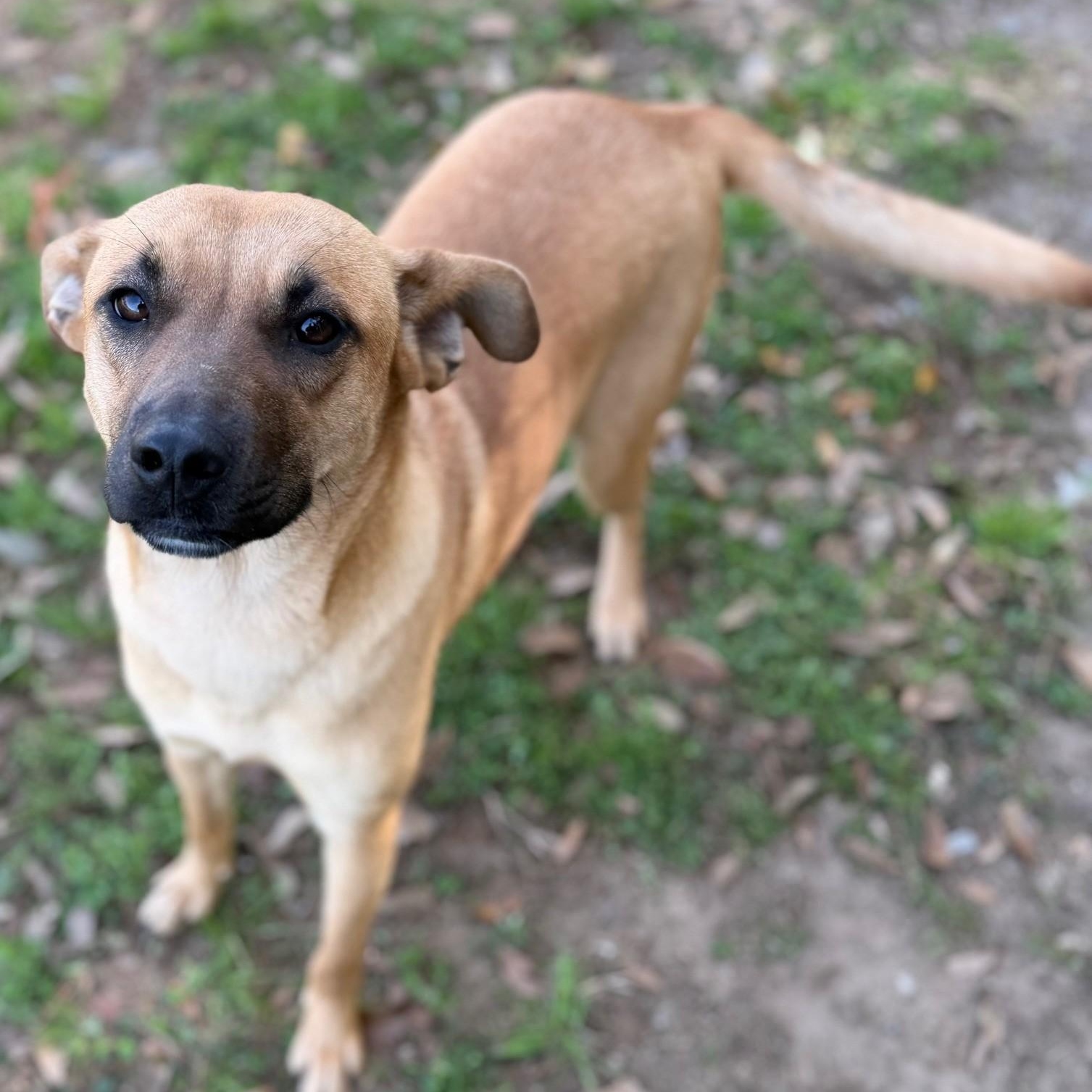 Chelsey, ADOPTABLE, Adult Female Black Mouth Cur.