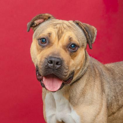 Amari, Adoptable, Adult Female Pit Bull Terrier & Mixed Breed.
