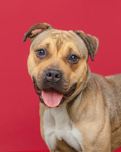 Enlarge Amari, a Adoptable mixed breed in Mount Holly, NJ image 2/3