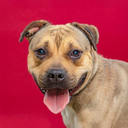Enlarge Amari, a Adoptable mixed breed in Mount Holly, NJ image 2/3
