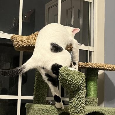 Luffy — thumbnail 2