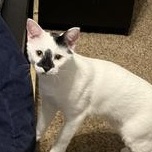 Luffy — thumbnail 3