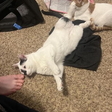 Luffy — thumbnail 4