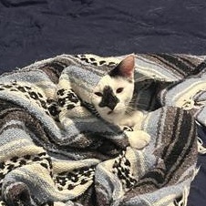 Luffy — thumbnail 6