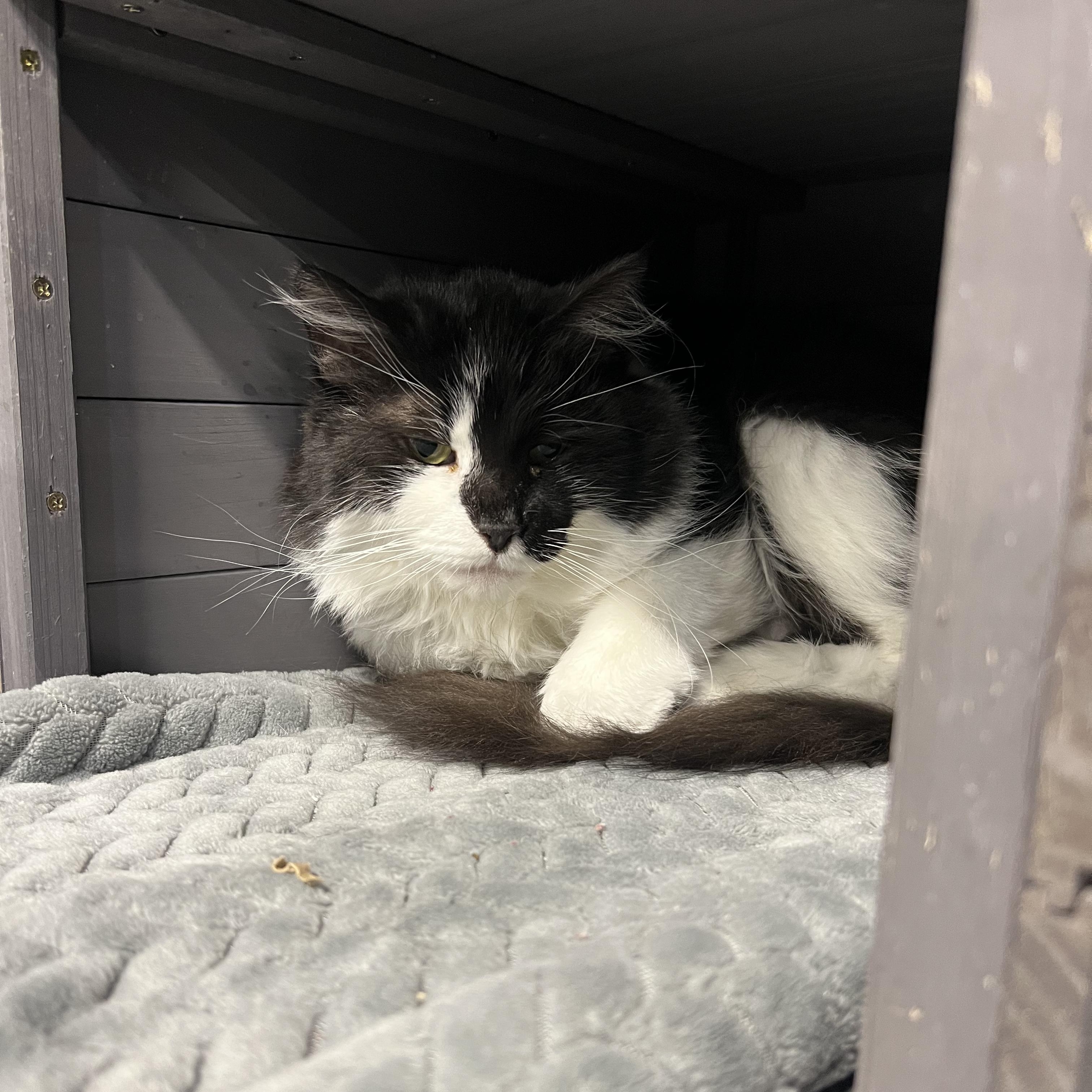 Enlarge Kalli Roy, a ADOPTABLE Domestic Long Hair in Altoona, PA image 1/2