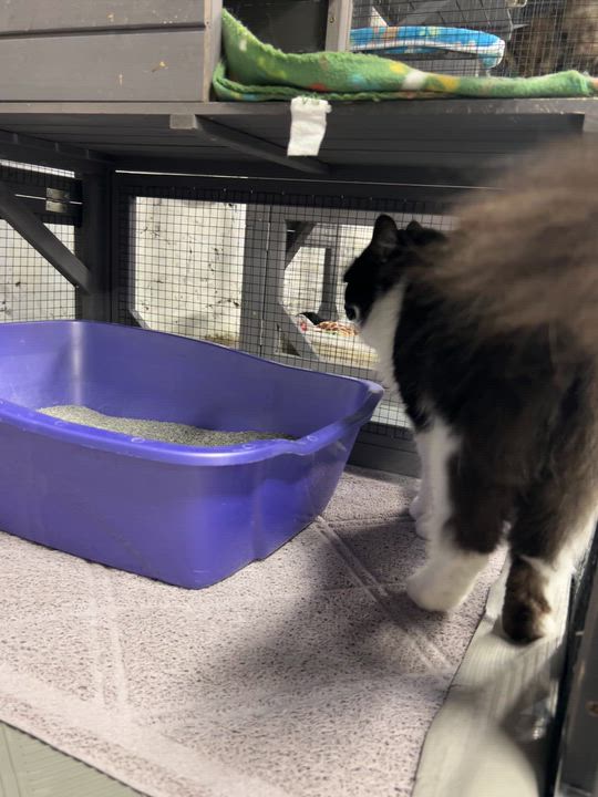 Enlarge Kalli Roy, a ADOPTABLE Domestic Long Hair in Altoona, PA video 2/2