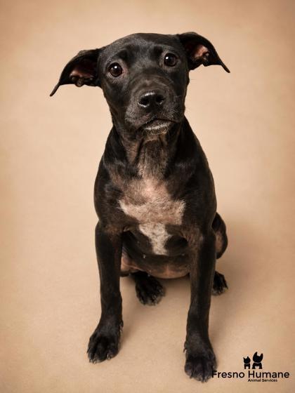 Kit, a Adoptable mixed breed in Fresno, CA image 2/2
