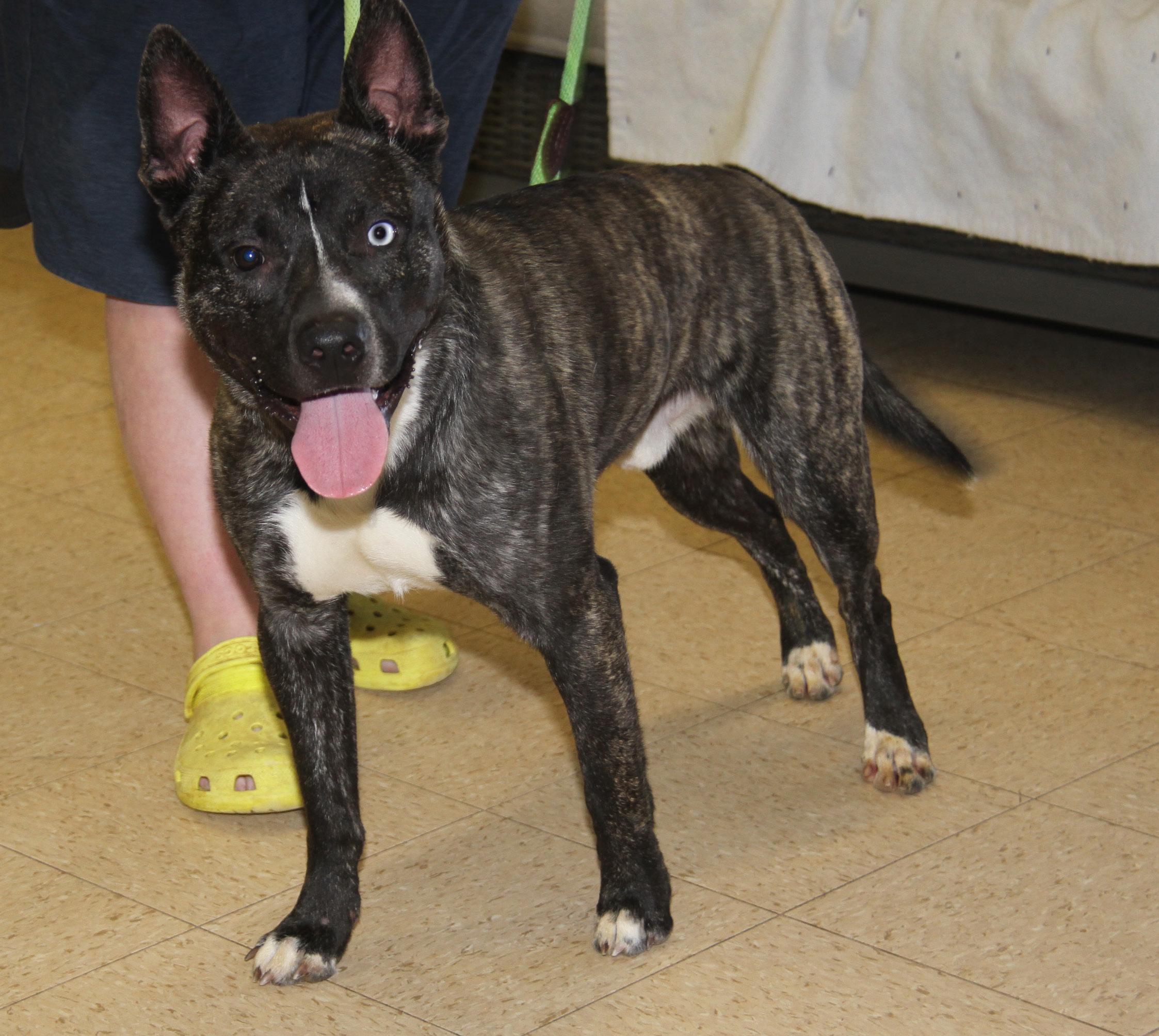 Sinatra, Young Male Shepherd