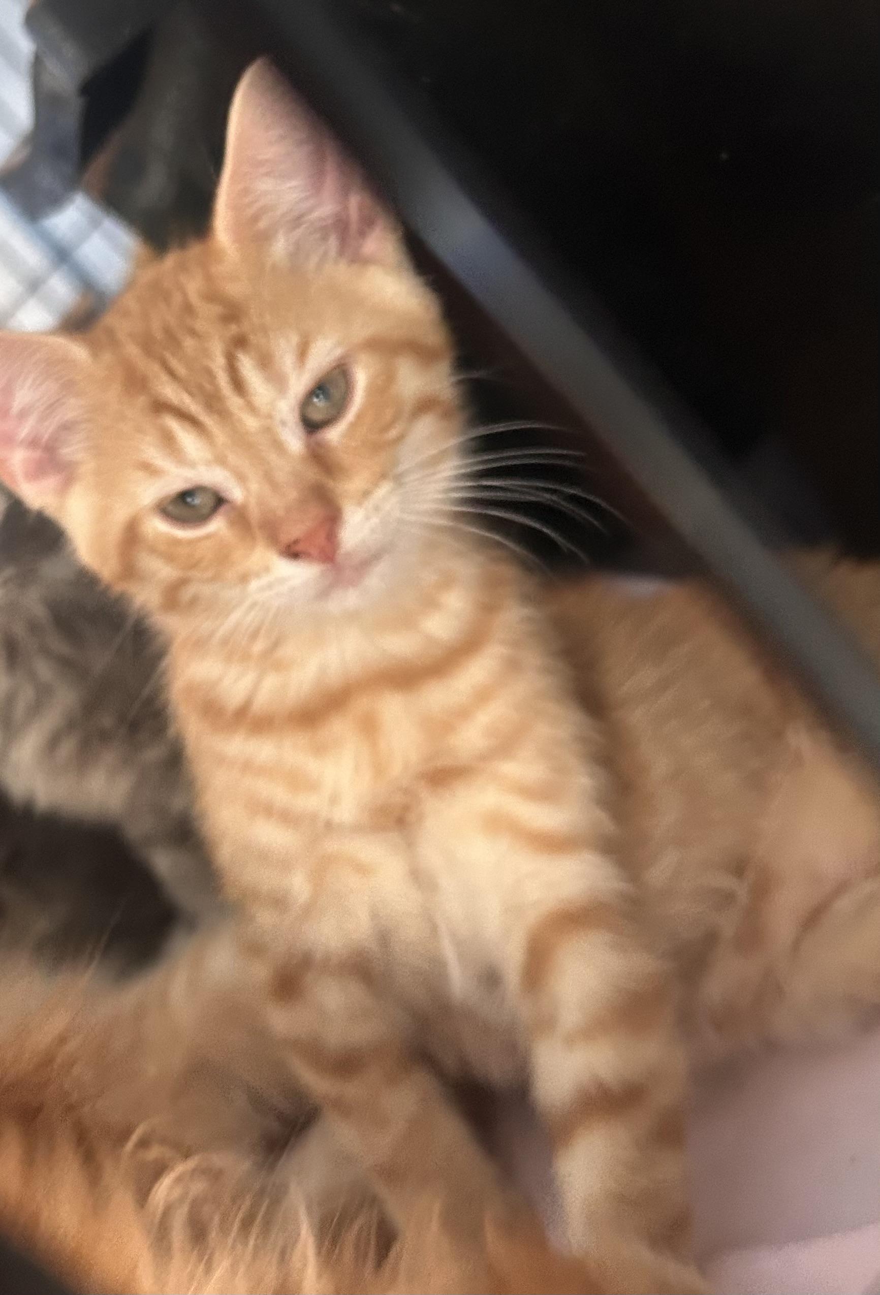 Enlarge Timon, a Adopted Domestic Short Hair in Gerrardstown, WV image 3/3