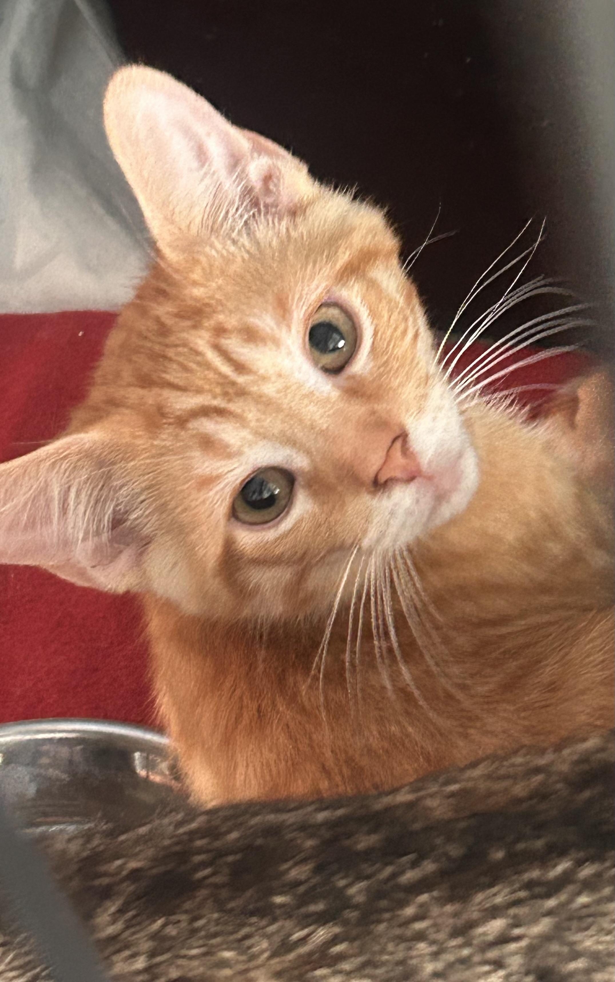 Timon, Adopted, Kitten Male Domestic Short Hair.