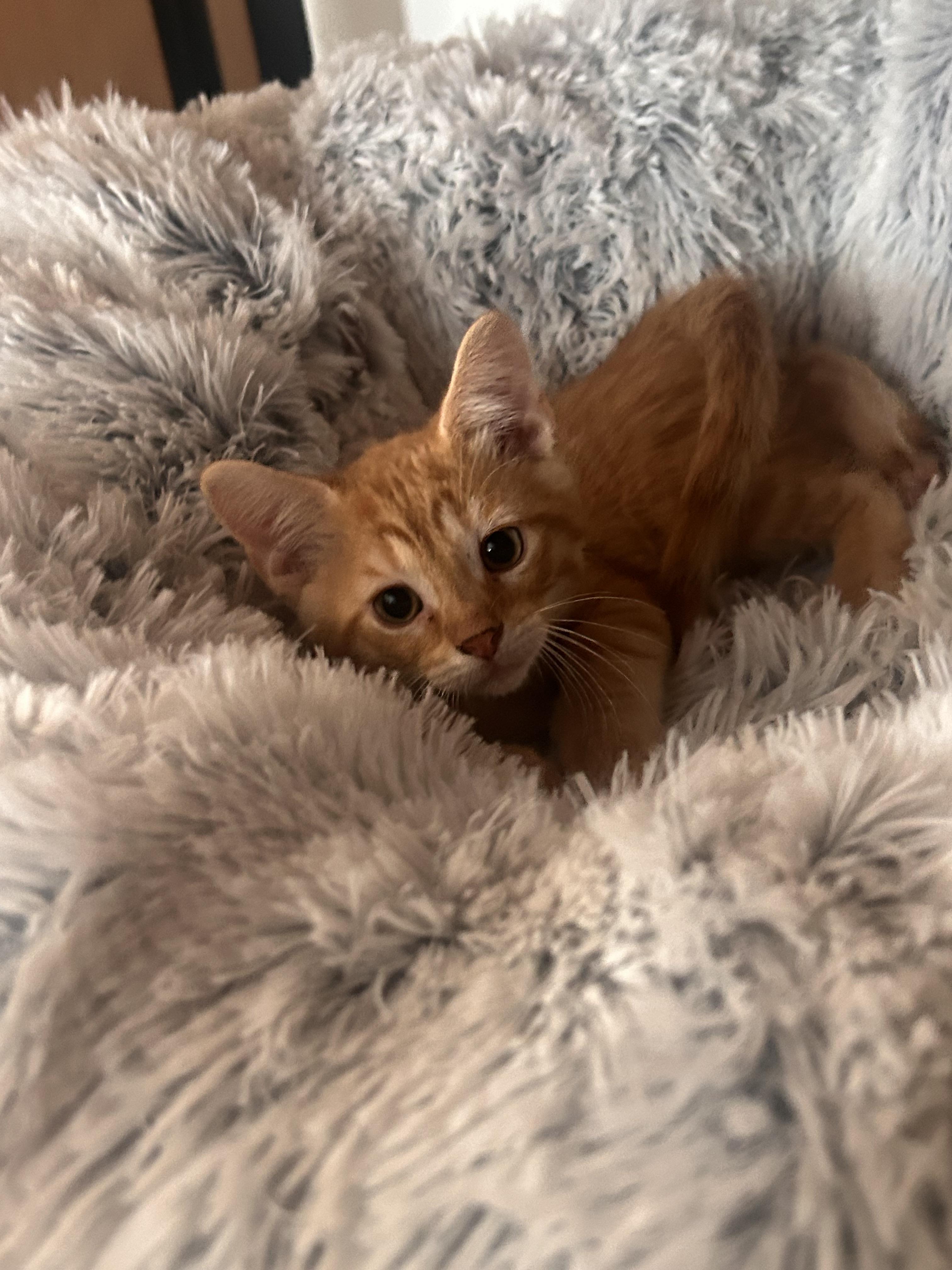 Enlarge Timon, a Adopted Domestic Short Hair in Gerrardstown, WV image 2/3