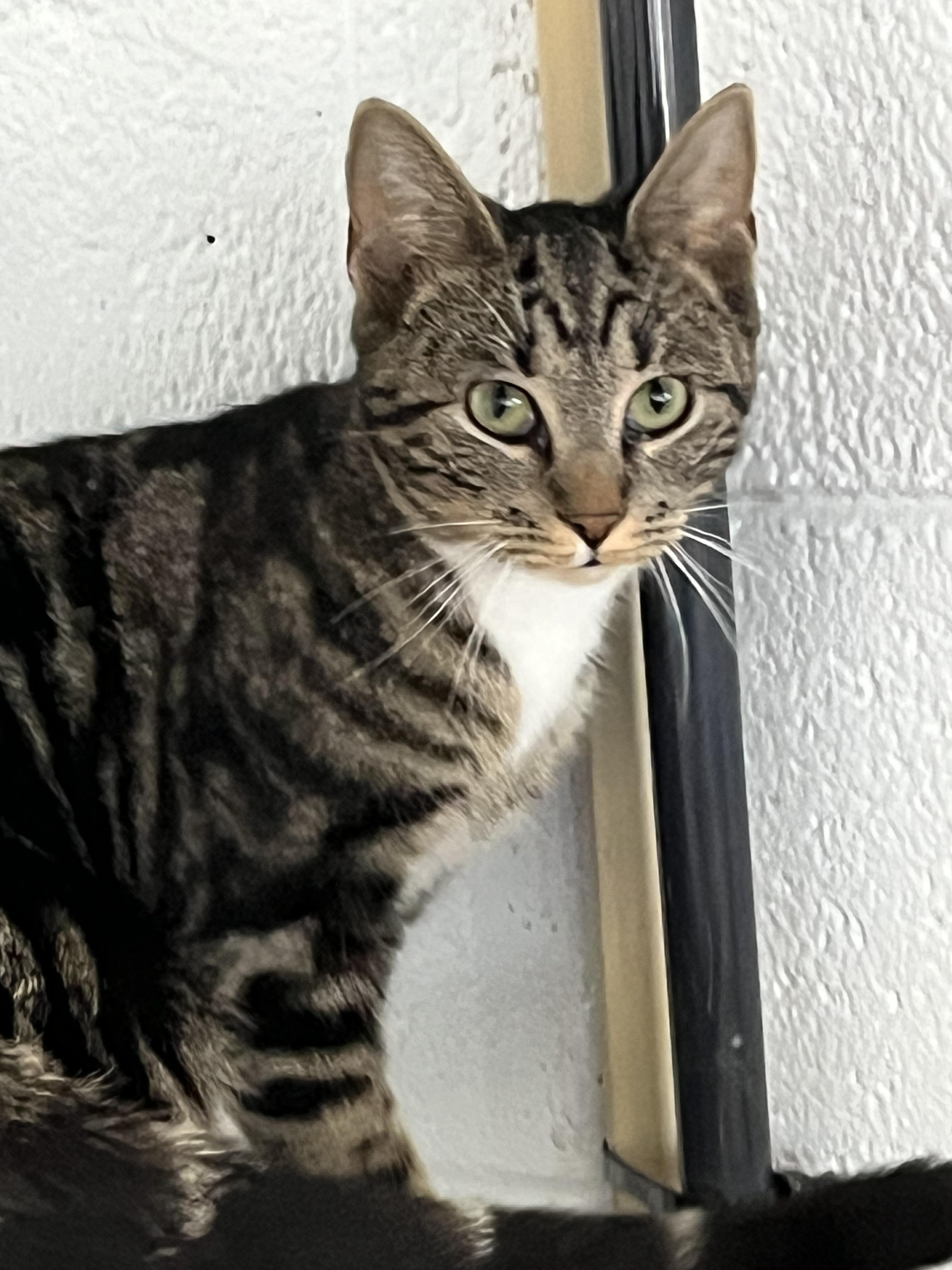 Enlarge Jacks, an adopted mixed breed in Morganton, NC image 3/3