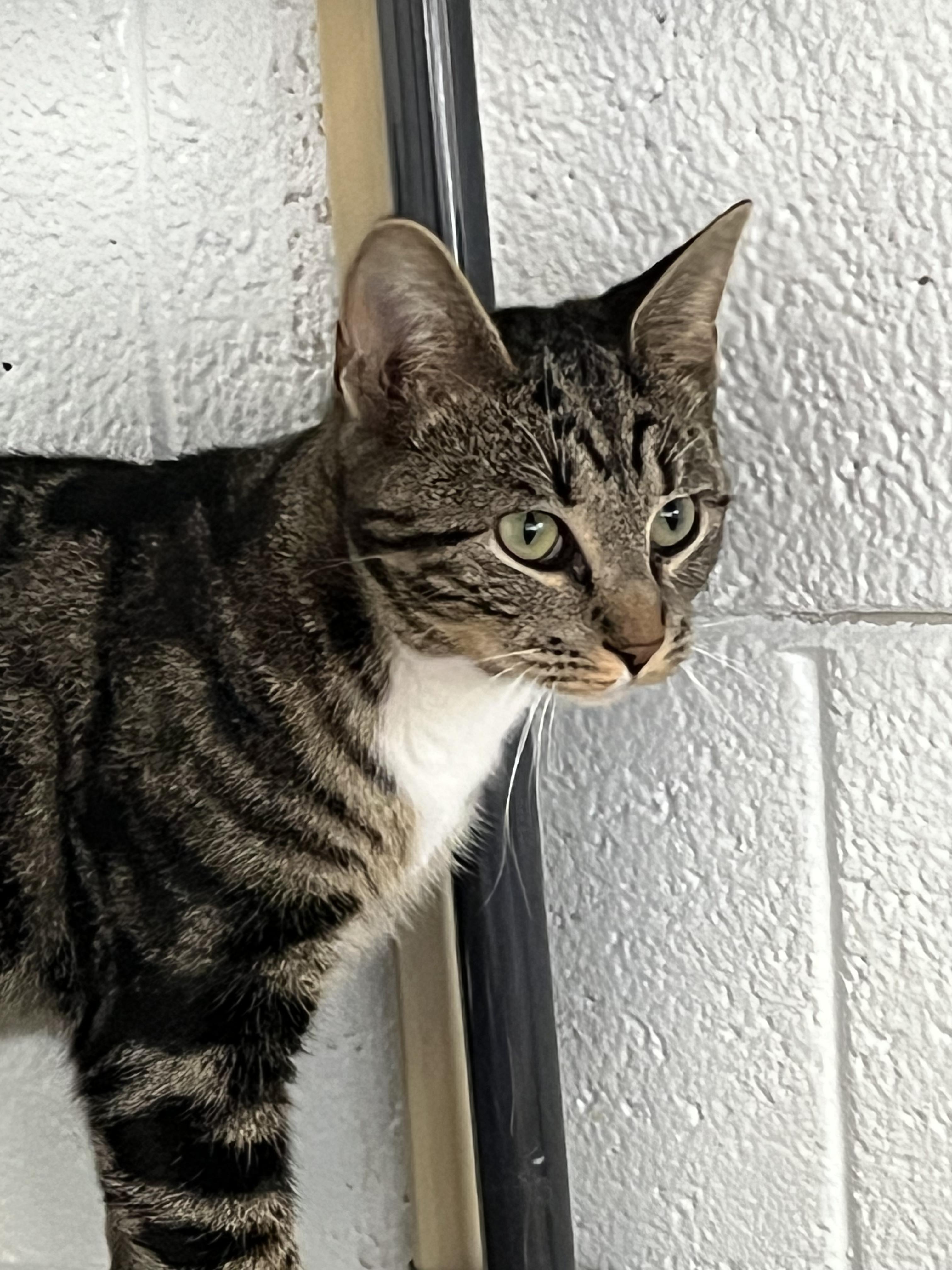 Jacks, adopted, Young Male Tabby.