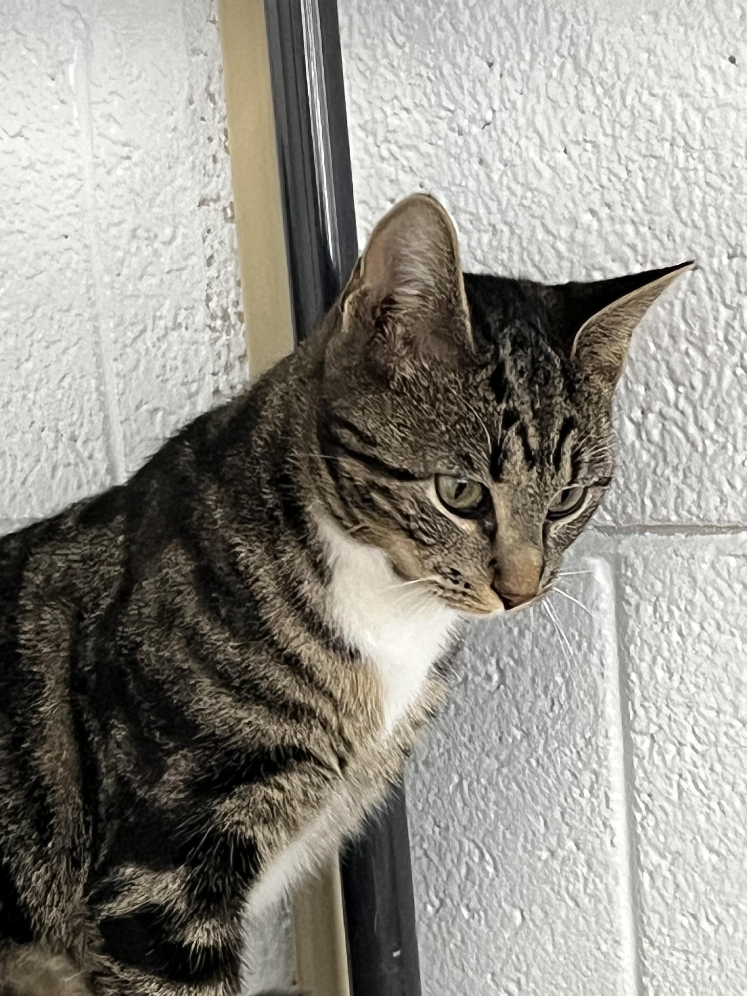 Enlarge Jacks, an adopted mixed breed in Morganton, NC image 2/3