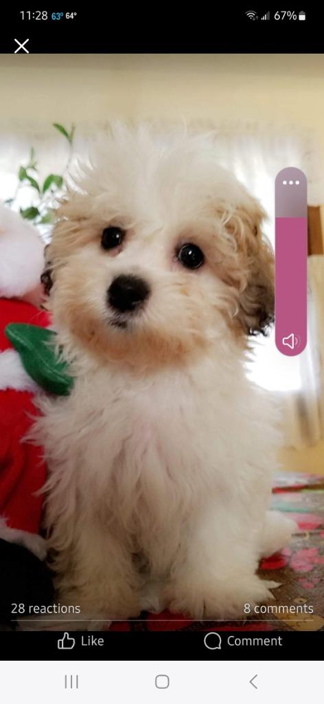 Enlarge Josie, a Adopted mixed breed in Owatonna, MN image 1/3