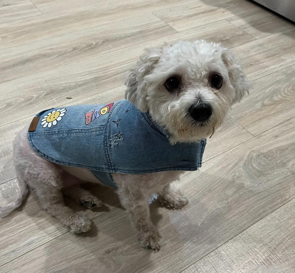 Enlarge Josie, a Adopted mixed breed in Owatonna, MN image 2/3