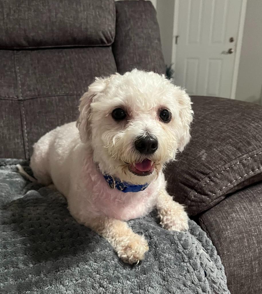 Enlarge Josie, a Adopted mixed breed in Owatonna, MN image 3/3