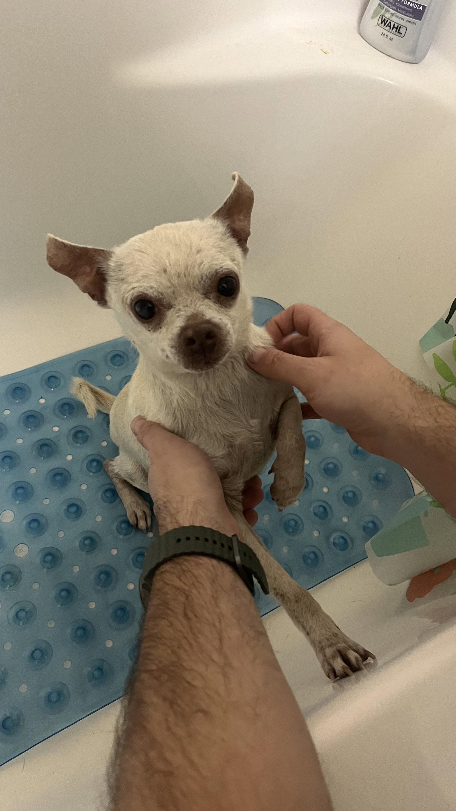 Enlarge Bowie, a Adoptable Chihuahua in New London, WI image 2/3