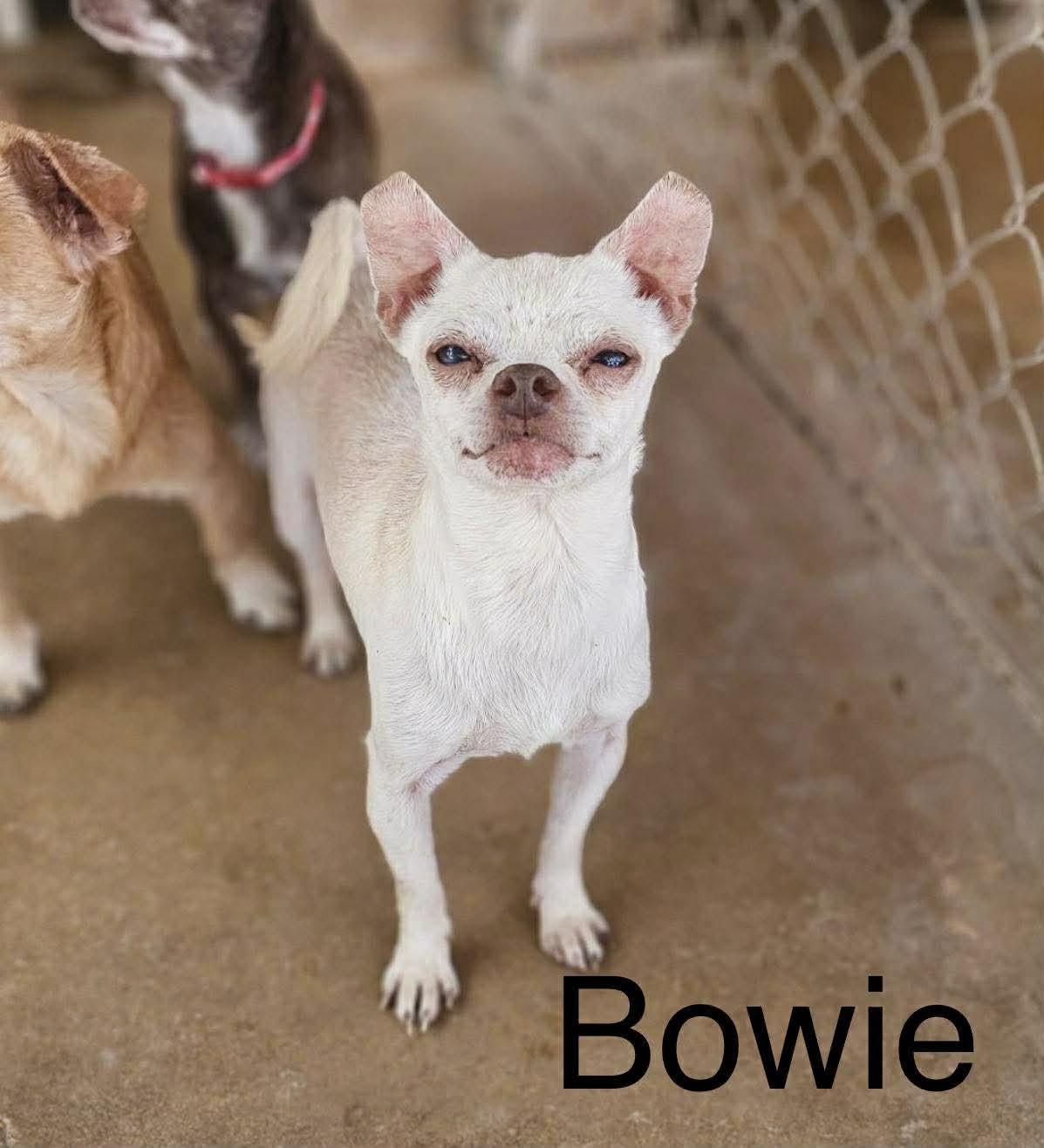 Enlarge Bowie, a Adoptable Chihuahua in New London, WI image 1/3