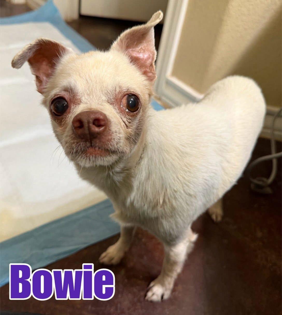 Enlarge Bowie, a Adoptable Chihuahua in New London, WI image 3/3