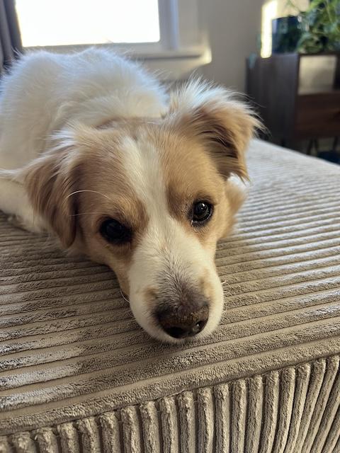 Baggins, ADOPTABLE, Adult Male Spaniel.